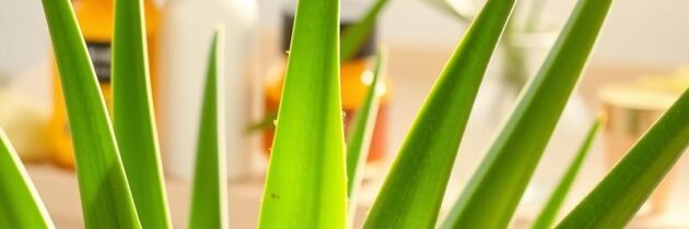 Aloes – właściwości zdrowotne i pielęgnacyjne dla skóry i włosów